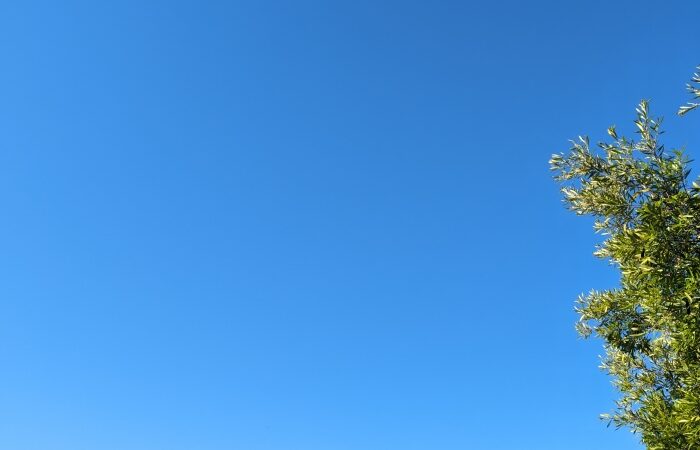 Blue sky with green tree branches filled with leaves on the right