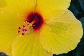 yellow hibiscus flower