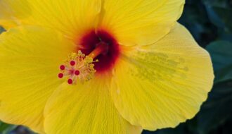 yellow hibiscus flower