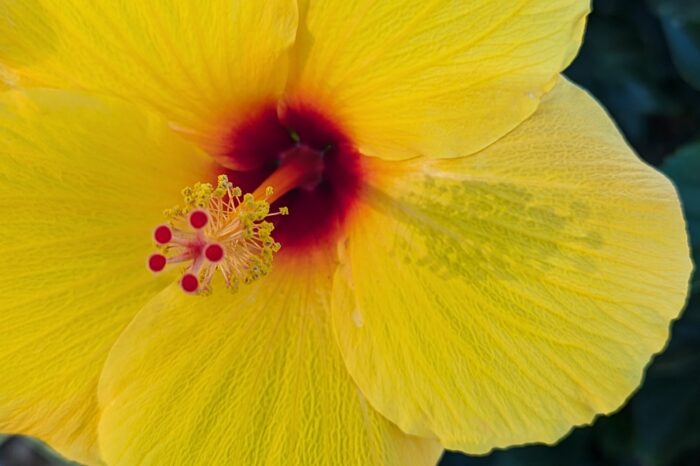 yellow hibiscus flower