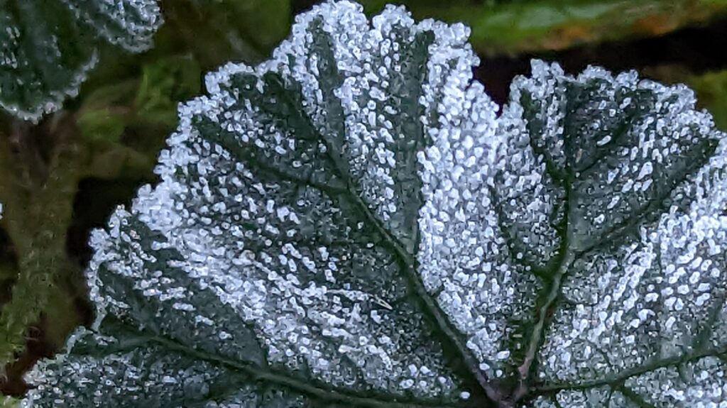 Ice on a leaf close up