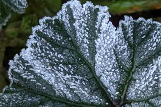 Ice on a leaf close up