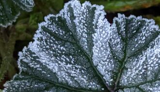 Ice on a leaf close up