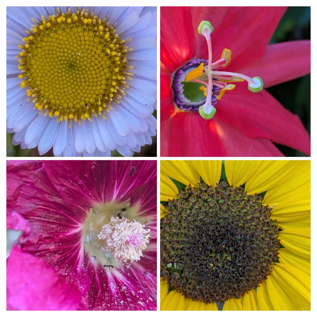 4 pictures of colorful flowers close up