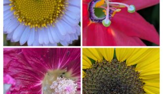 4 pictures of colorful flowers close up