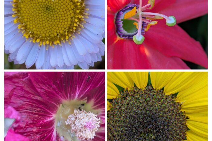 4 pictures of colorful flowers close up
