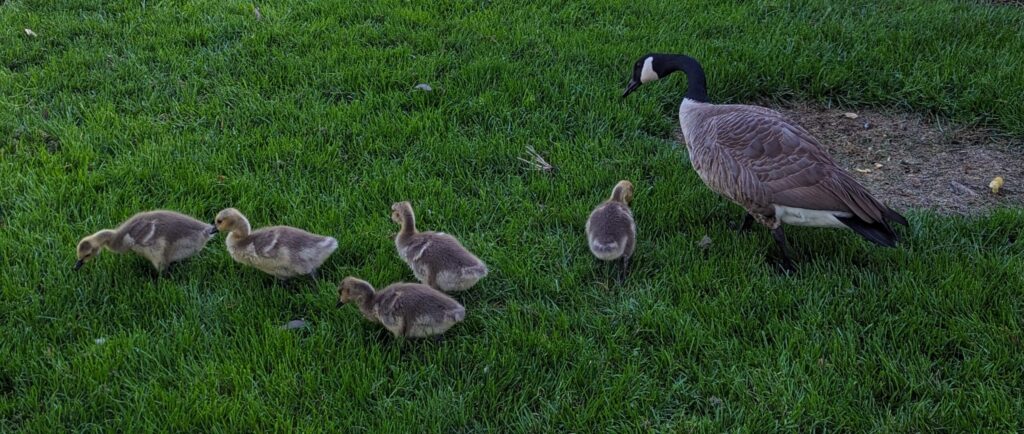 Ducks grazing on grass. Mon with five little ducklings.