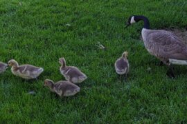 Ducks grazing on grass. Mon with five little ducklings.