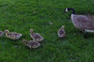 Ducks grazing on grass. Mon with five little ducklings.