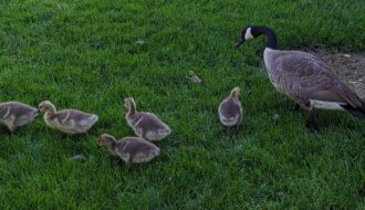 Ducks grazing on grass. Mon with five little ducklings.